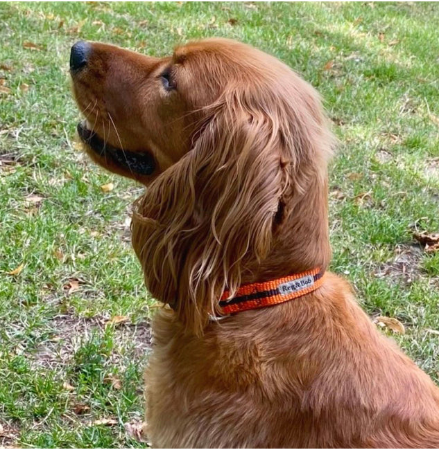 Reg & Bob - Orange Dog Collar