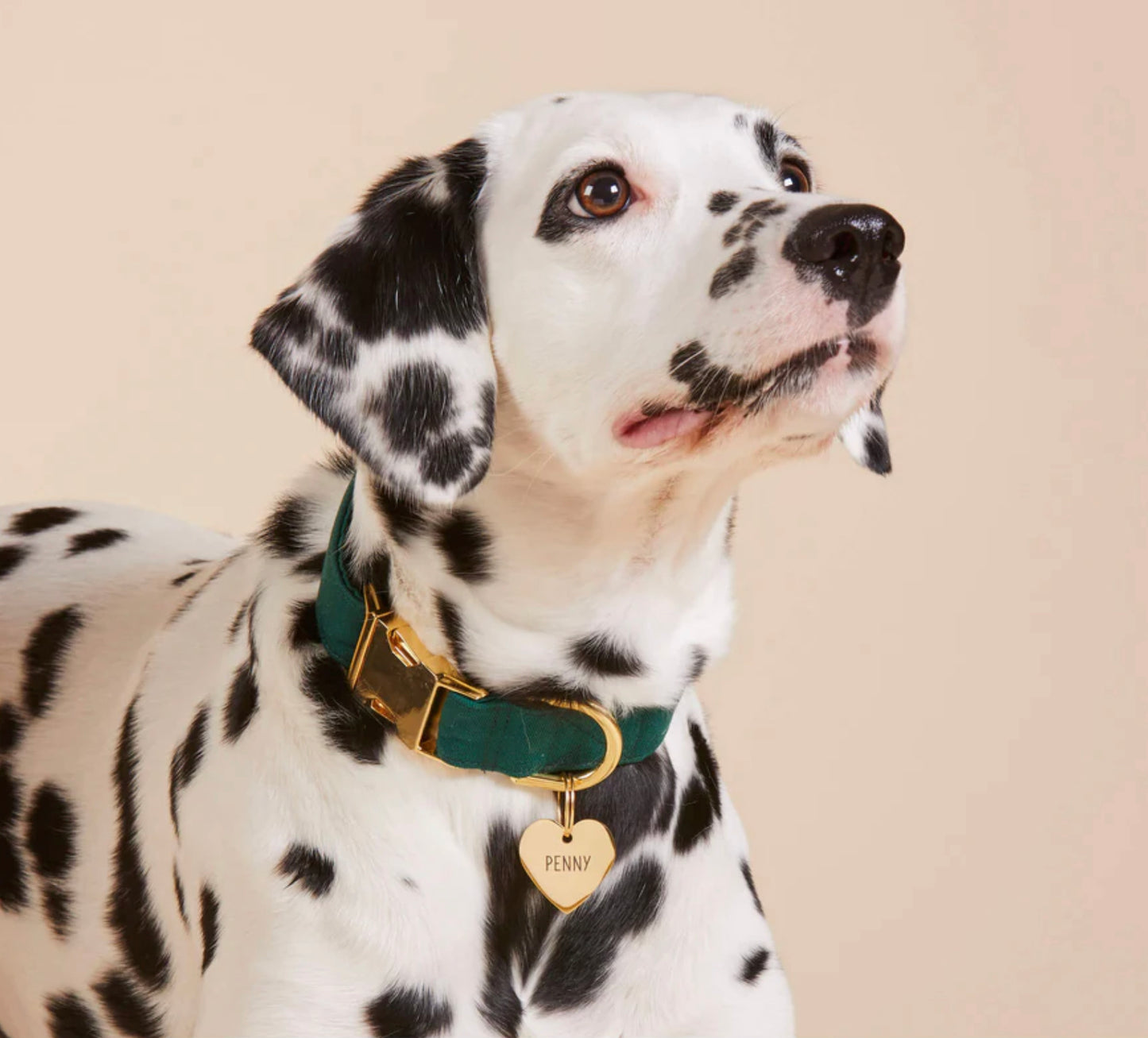 Foggy Dog Evergreen Dog Collar