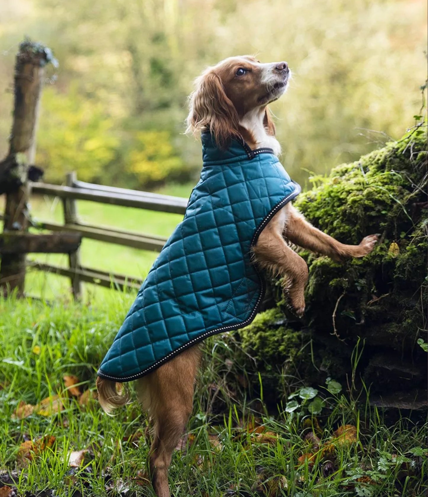 Quilted Dog Coat - Teal