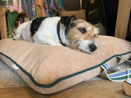 Pillow Dog Bed Biscuit